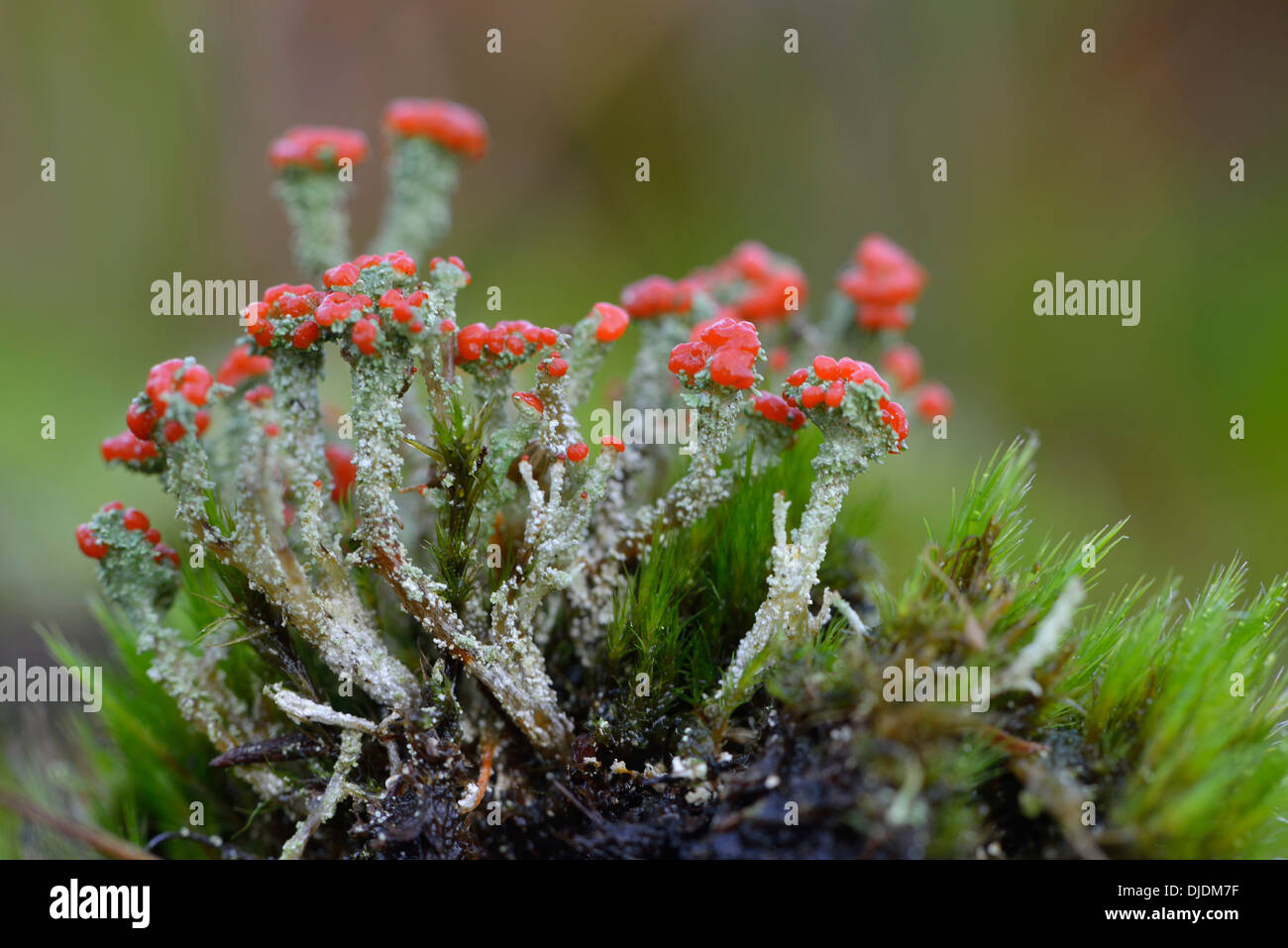 Düstere britische Soldaten Flechten (Cladonia Floerkeana), Emsland, Niedersachsen, Deutschland Stockfoto