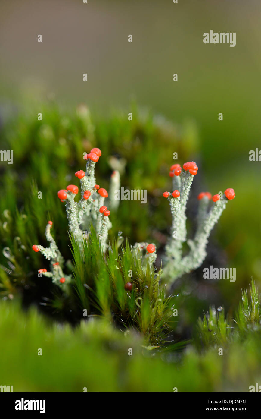 Düstere britische Soldaten Flechten (Cladonia Floerkeana), Emsland, Niedersachsen, Deutschland Stockfoto