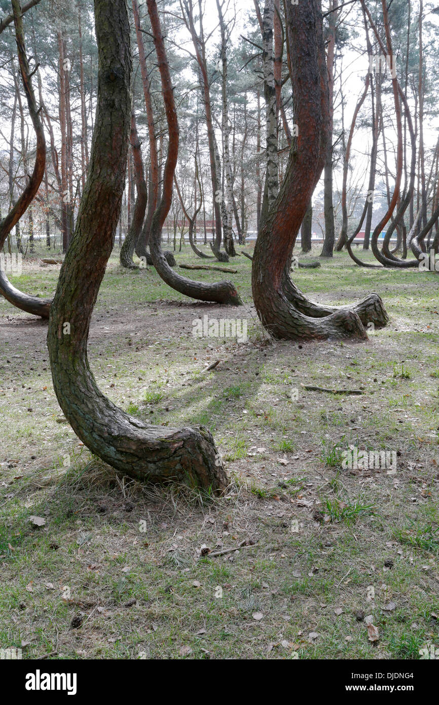 Krummen Wald, Nadlesnictwo Gryfino, Powiat Gryfiński West Pommerschen Woiwodschaft, Polen Stockfoto