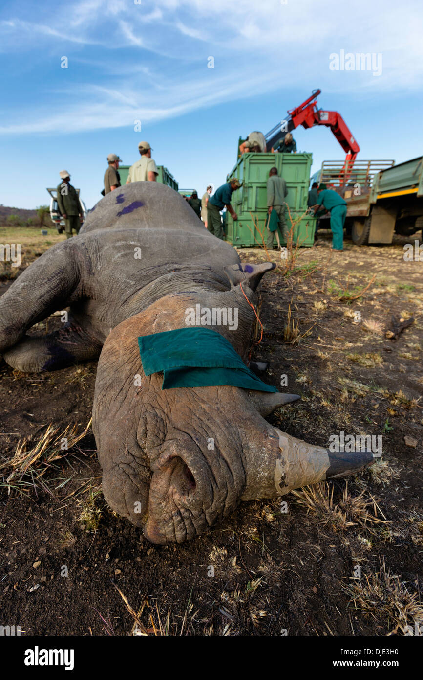 Spitzmaulnashorn (Diceros Bicornis) in einem geschützten Bereich freigesetzt werden. Ithala-Wildreservat. Südafrika Stockfoto