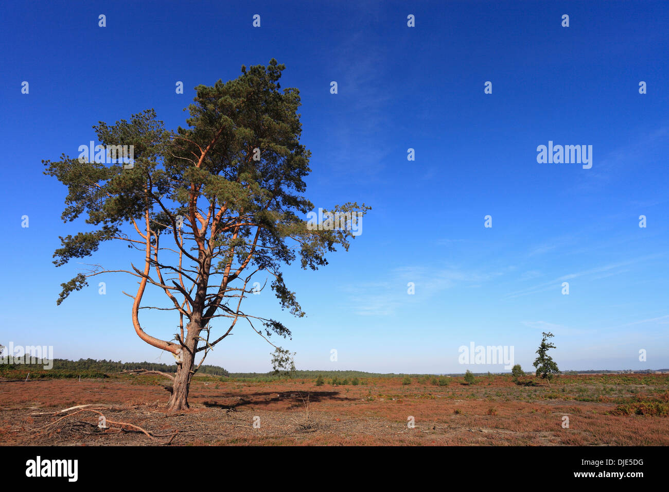 Baum auf Ihre Moor in Norfolk, die eines der letzten verbleibenden Gebiete von Tiefland Heide im Südosten Englands bietet. Stockfoto