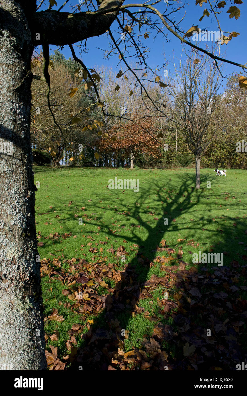 Lange Schatten von einer ornamentalen Garten Ahornbaum über grünen Rasen mit abgefallenen Blättern an einem schönen Tag im späten Herbst Stockfoto