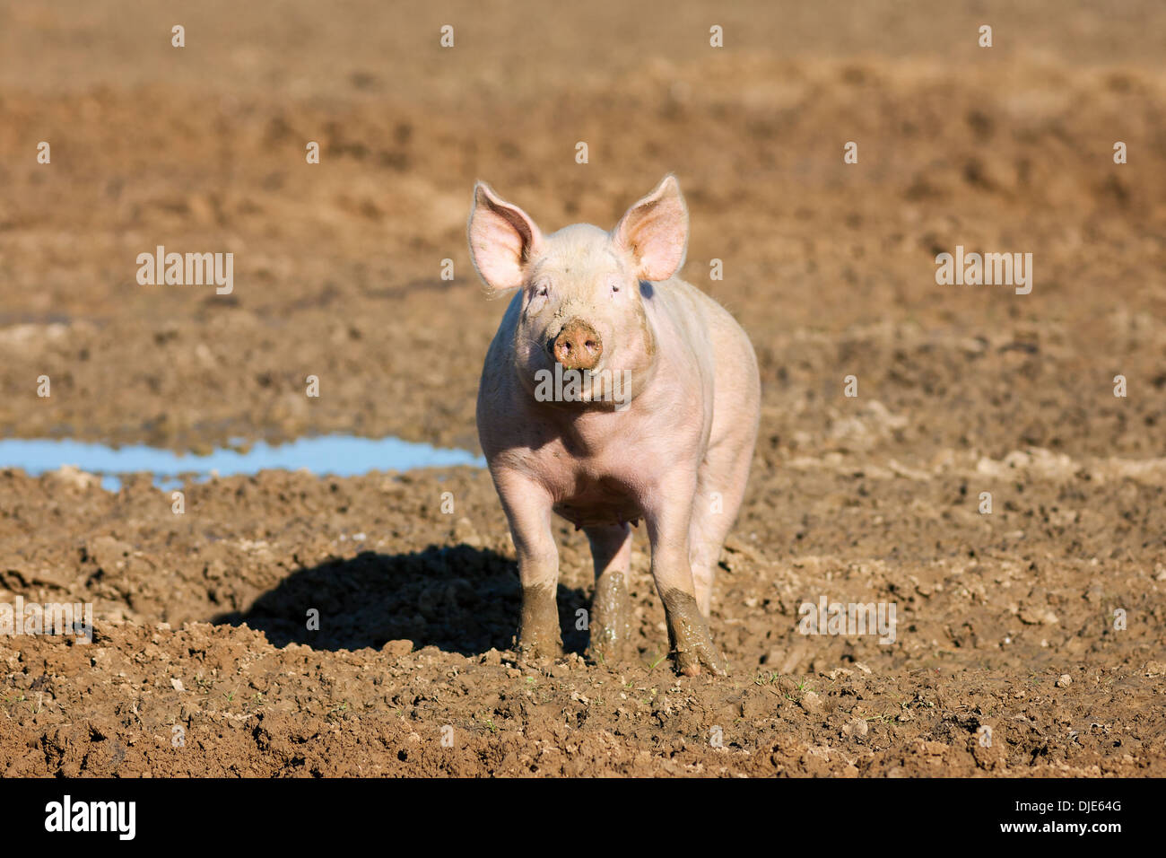 Schwein auf dem Bauernhof Stockfoto
