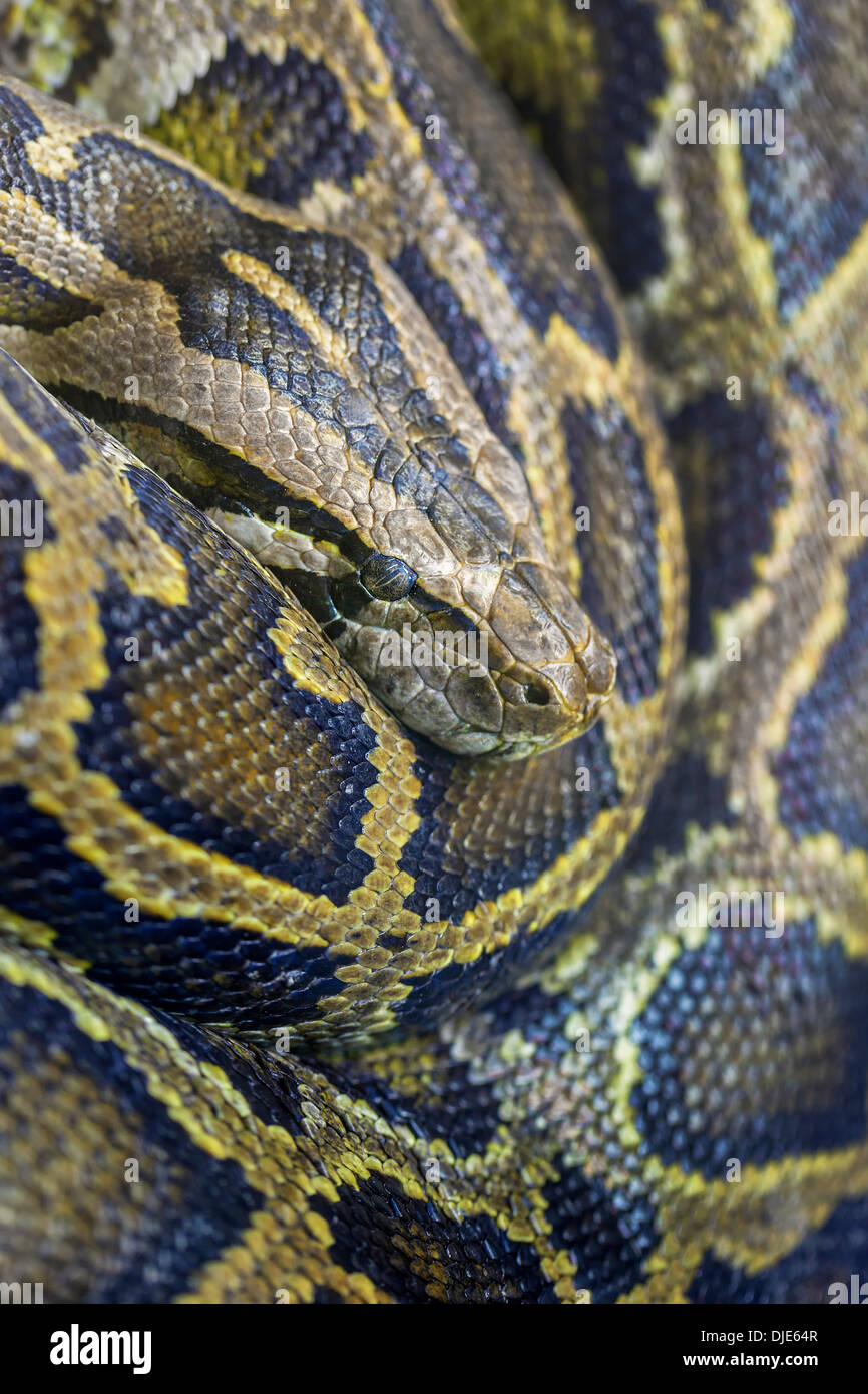 Nahaufnahme Foto von burmesischen python Stockfoto