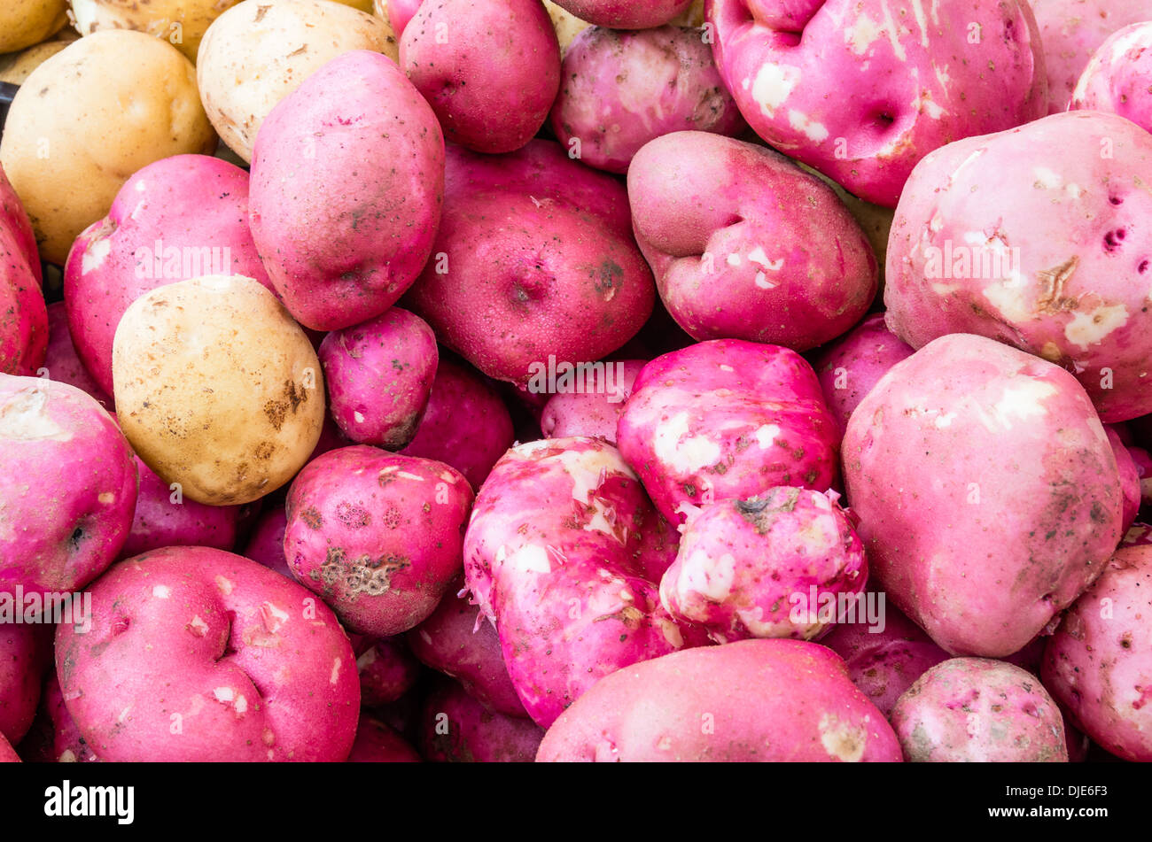 Rote Kartoffeln frisch in loser Schüttung Display auf dem Bauernmarkt Stockfoto