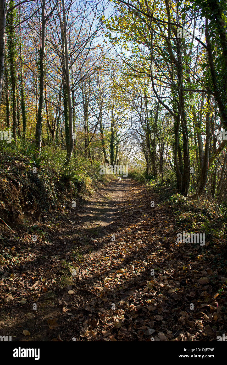 Ein Fußweg mit abgefallenen Blättern durch den Wald an der Devon Küste Englands im Herbst Stockfoto