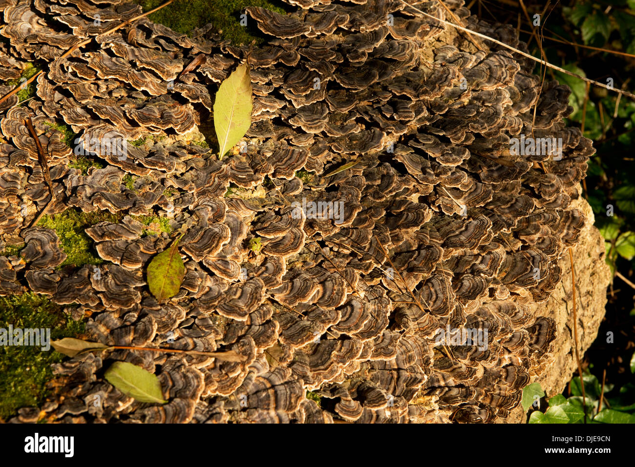 Trametes versicolor, einen gemeinsamen Polypore saprophytischen Pilz Türkei Schweif, auf einem hölzernen stumpf im Herbst Stockfoto