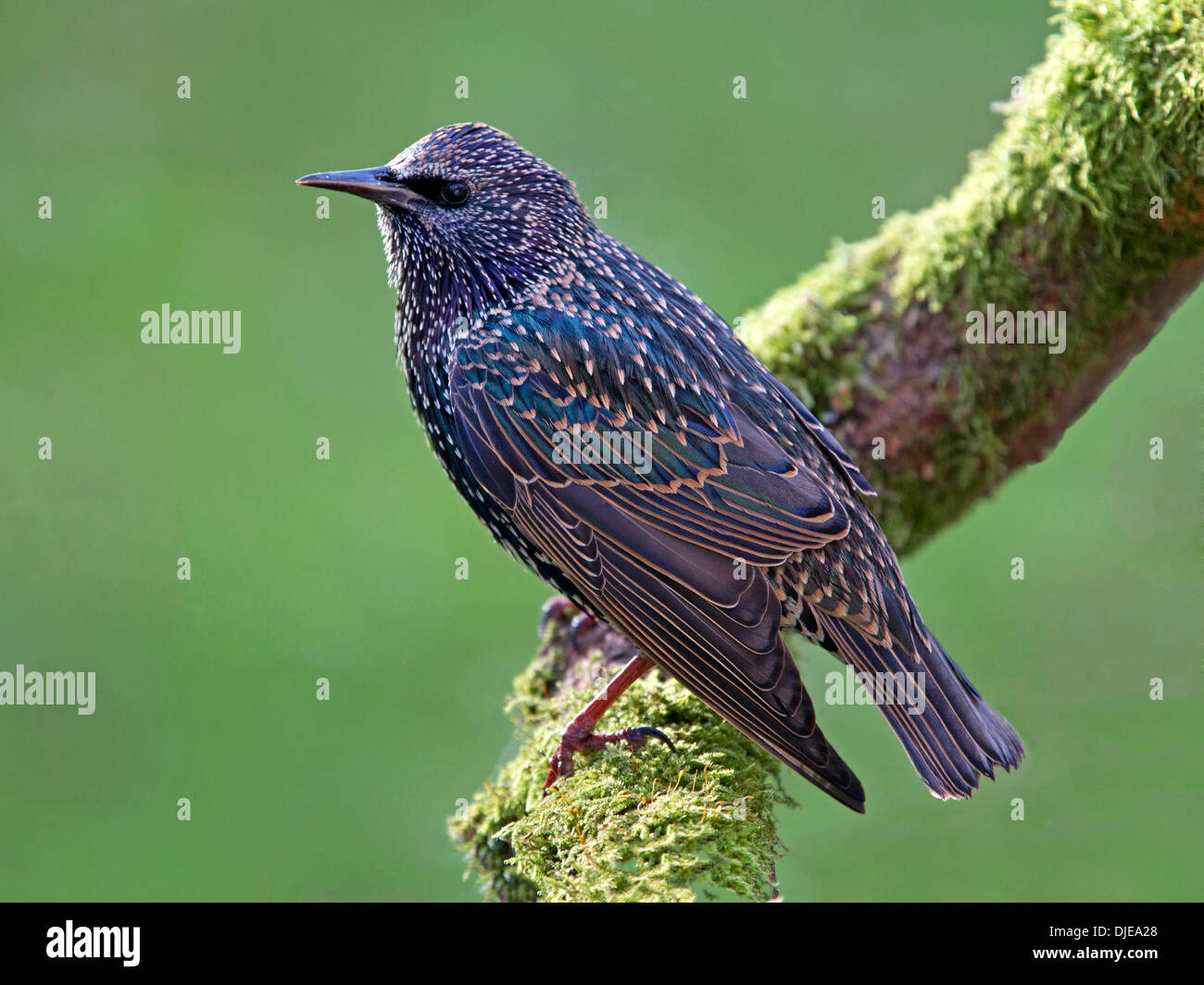 Starling thront auf Zweig Stockfoto