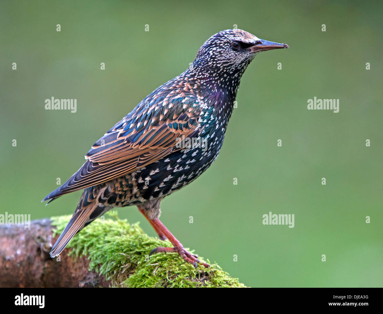 Starling thront auf Zweig Stockfoto