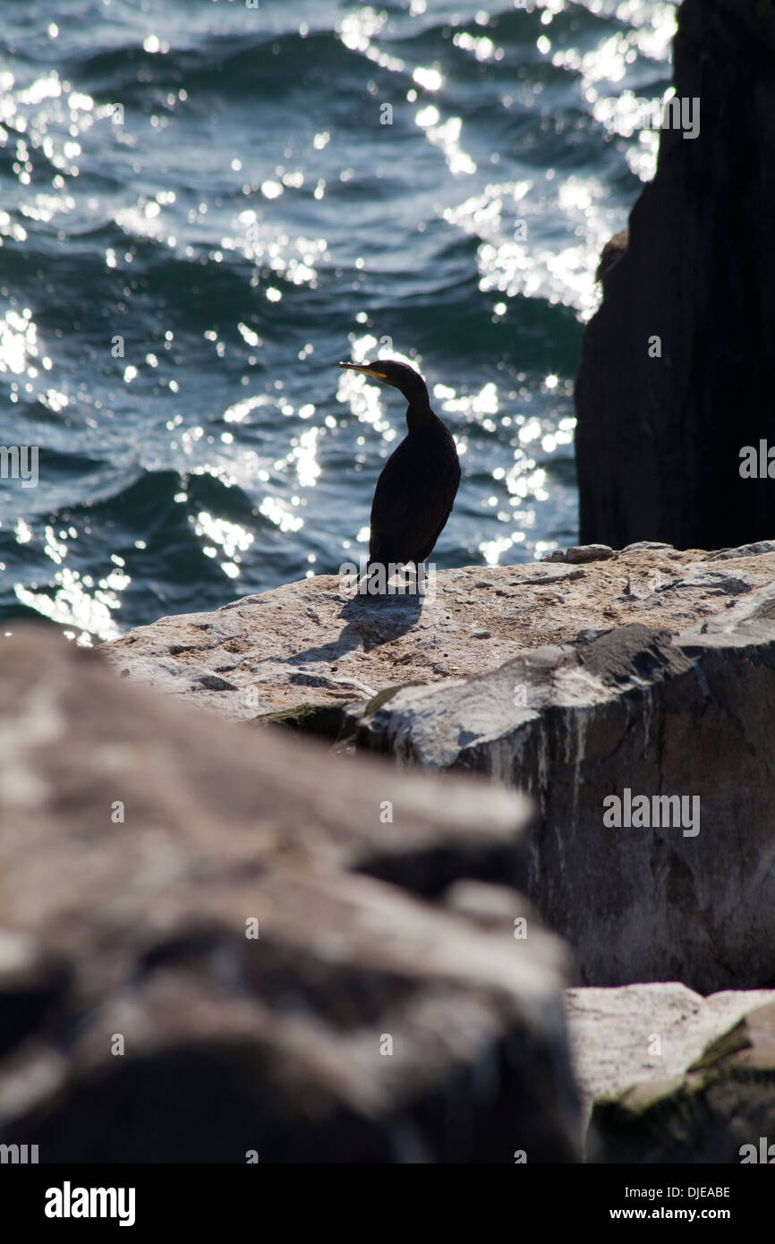 Shag Seevogel, Northumberland, die Farne Islands, Inner Farne uk Stockfoto