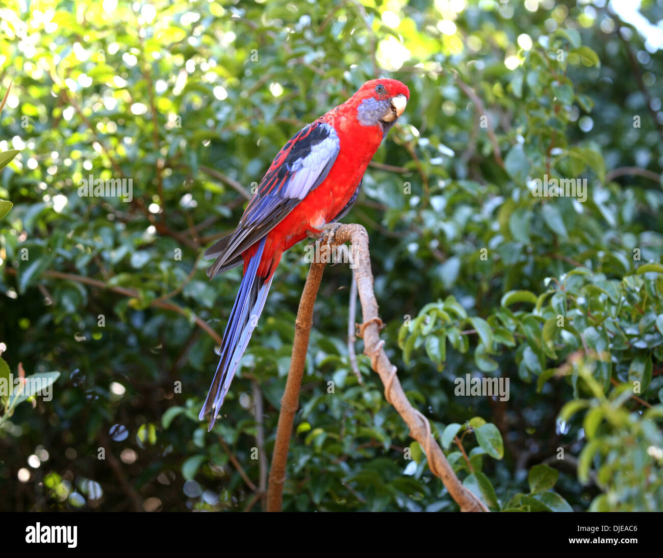 Pennantsittich ist ein Papagei in Ost-Australien Stockfoto