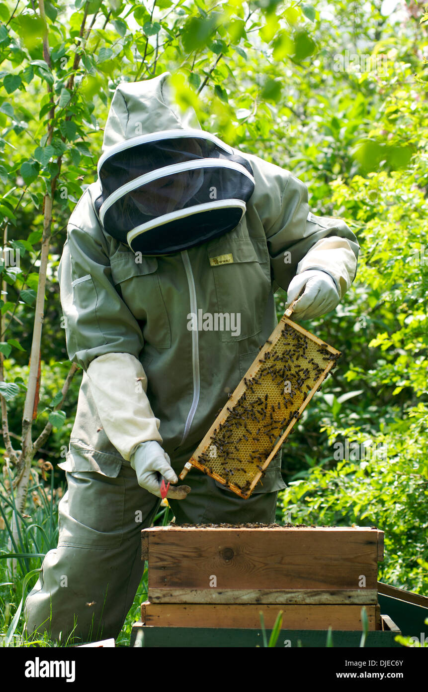 Biene-Torhüter Bienenkorb, UK Waben entfernt Stockfoto