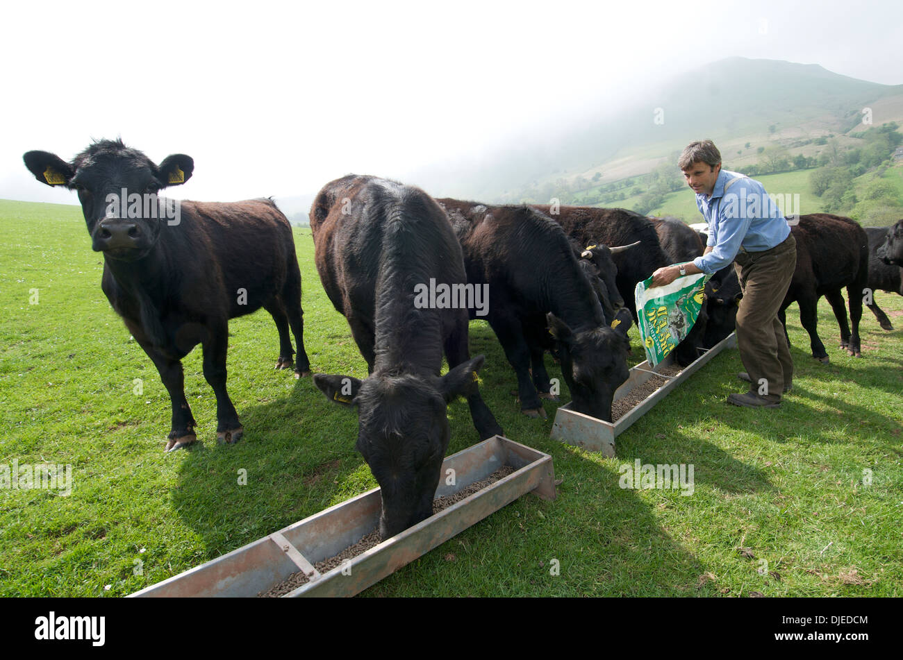 Landwirt Fütterung Welsh Black Rinder, Wales, UK Stockfoto
