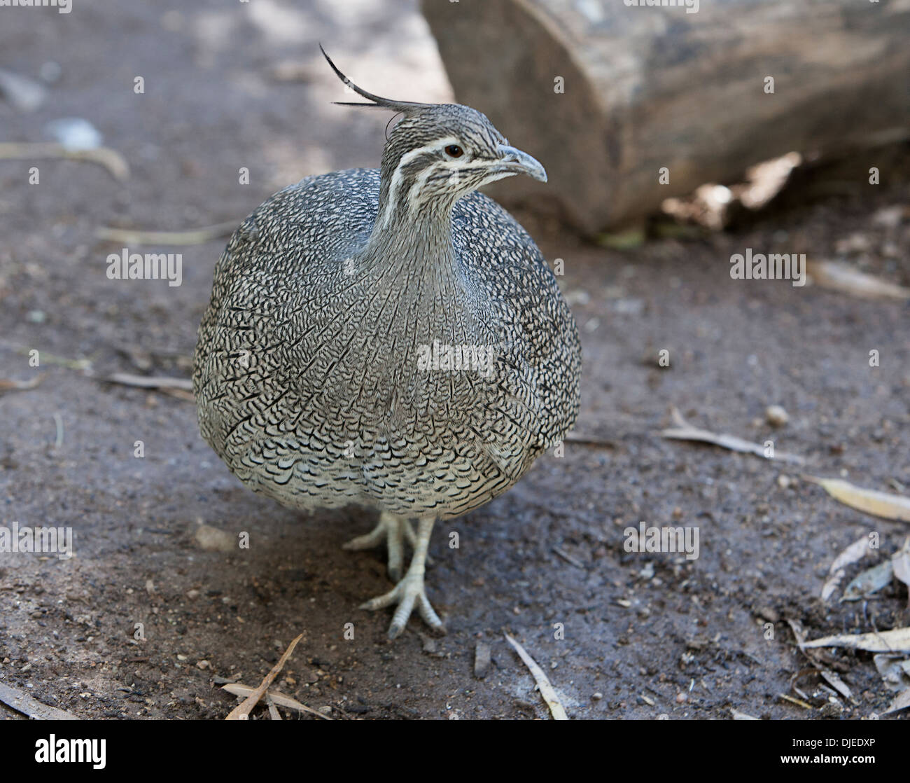 Die elegante Crested Tinamou oder Martineta Tinamou finden Sie im südlichen Chile und Argentinien im Unterholz. Stockfoto