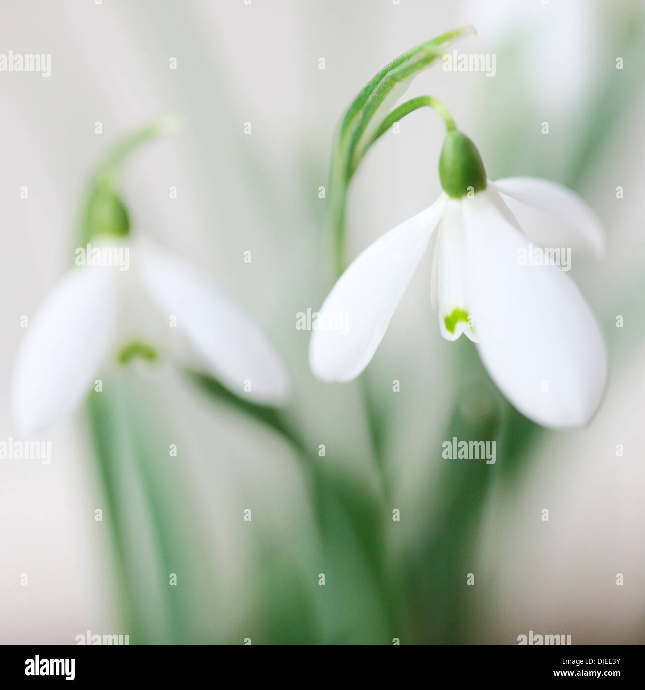 charmante Schneeglöckchen Galanthus Jane Ann Butler Fotografie JABP897 Stockfoto