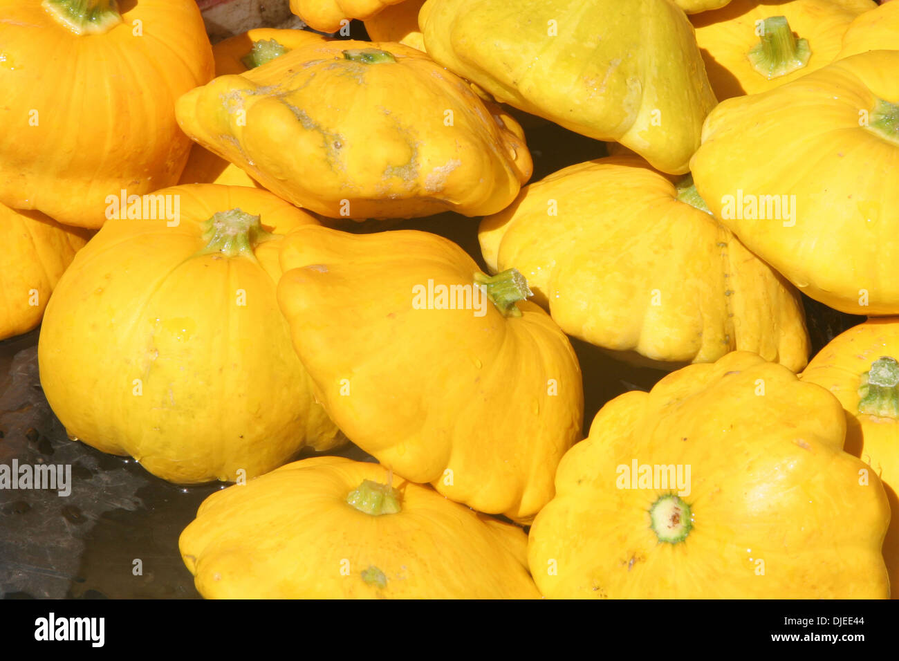 Gelber squash gelb -Fotos und -Bildmaterial in hoher Auflösung – Alamy