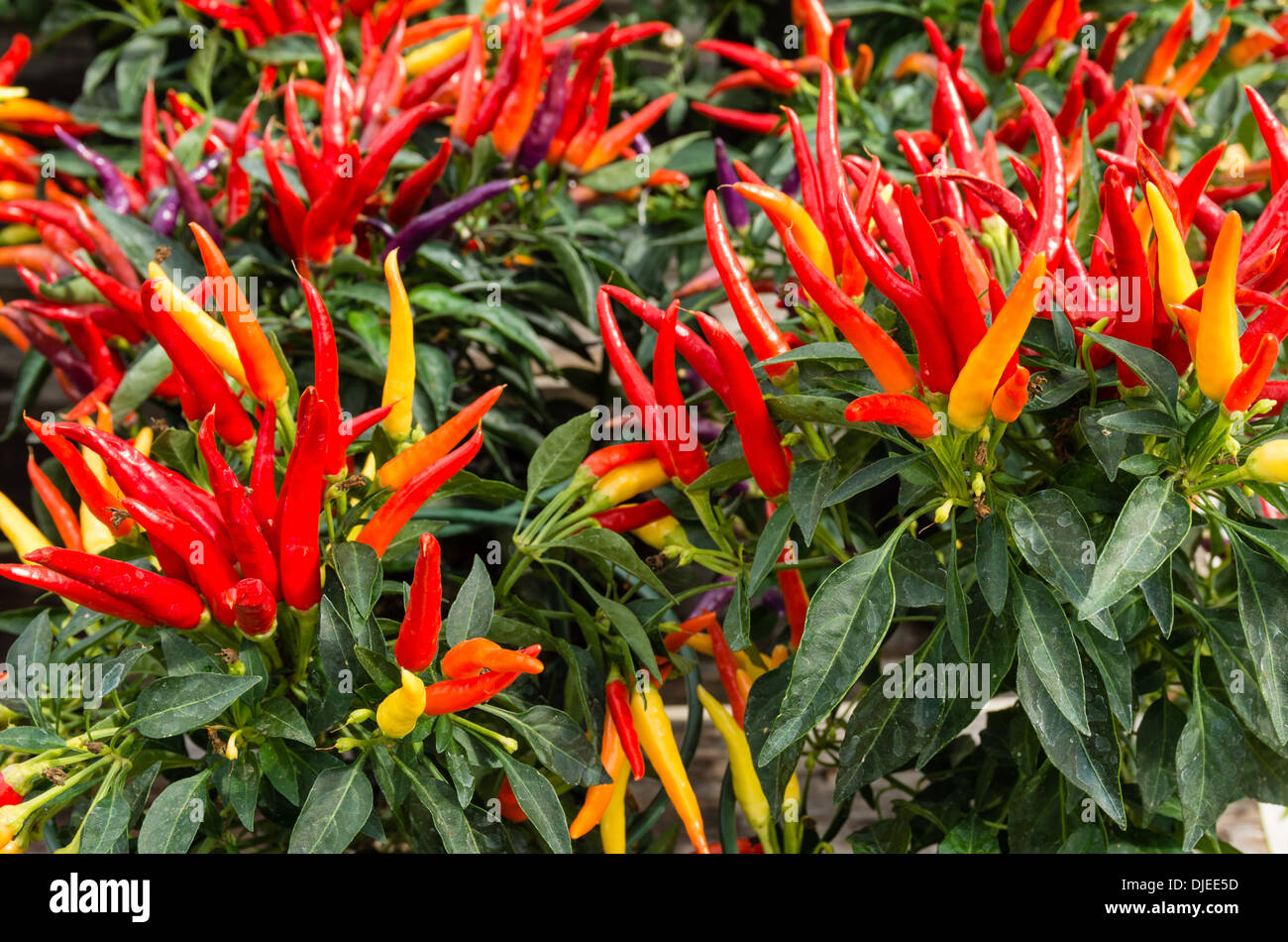 Ornamentale Paprika Pflanzen mit bunten Paprika Stockfoto