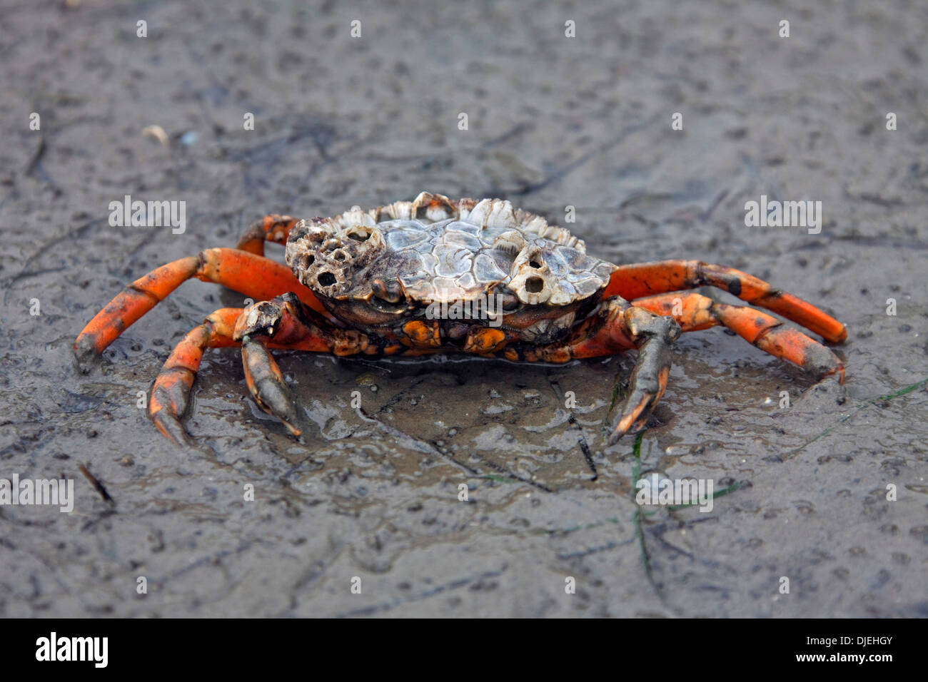 Europäische Shore Crab / grüne Krabbe (Carcinus Maenas), alien invasive Arten bei Ebbe am Strand entlang der Nordsee Stockfoto