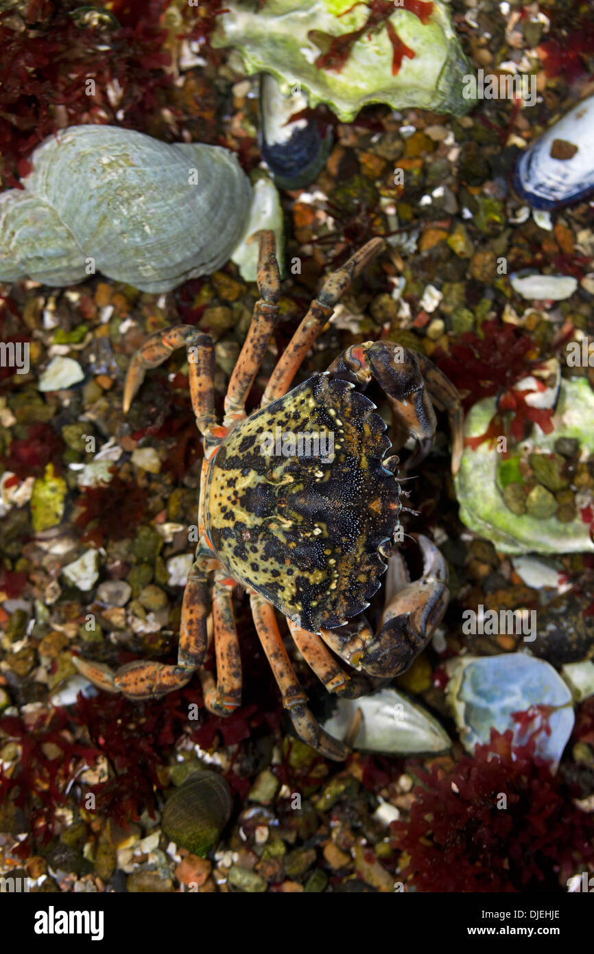 Europäische Shore Crab / grüne Krabbe (Carcinus Maenas), alien invasive Arten zeigen Tarnung Farben in der Ursuppe Stockfoto