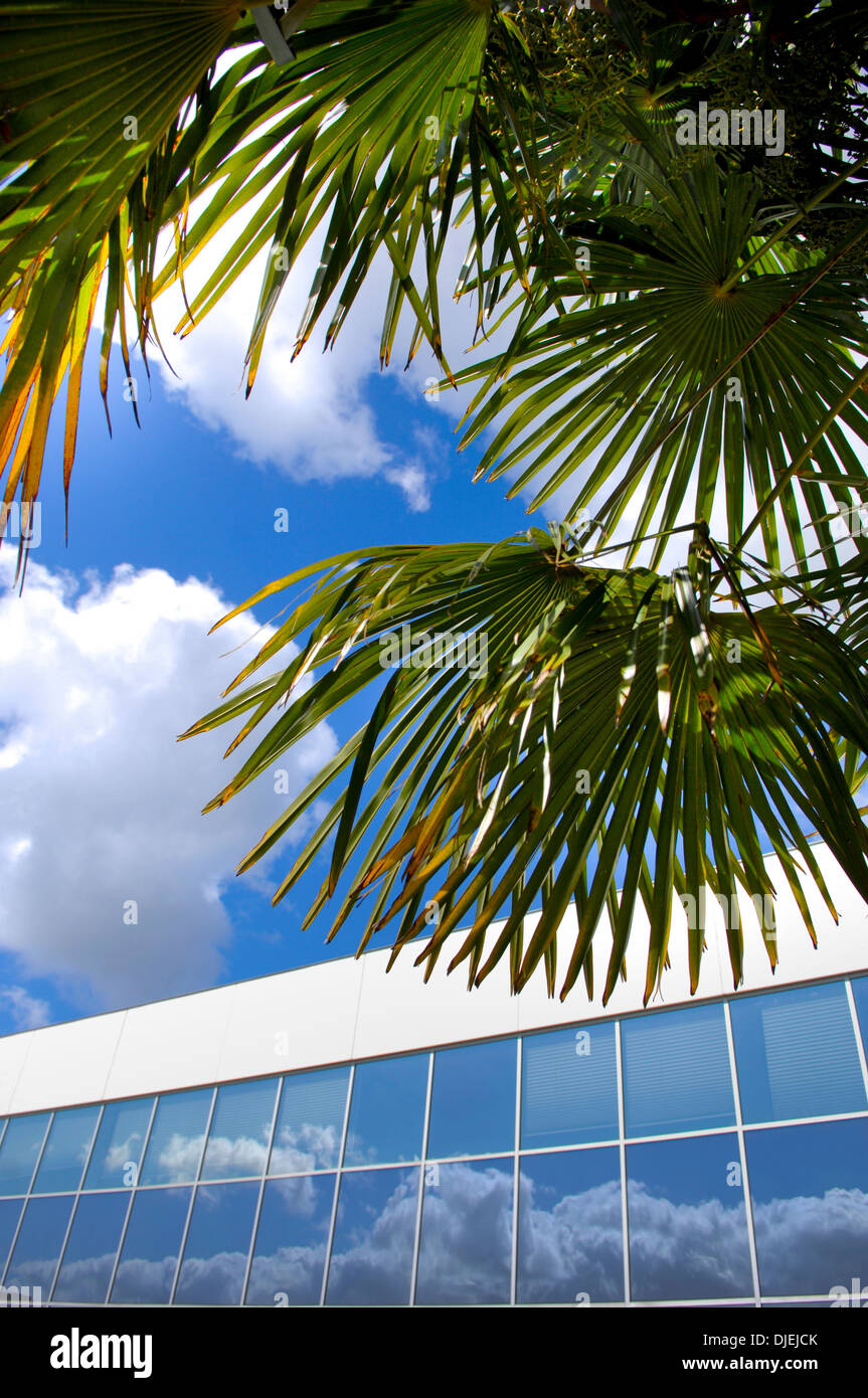 Stadtbild-Büro-Palm Stockfoto