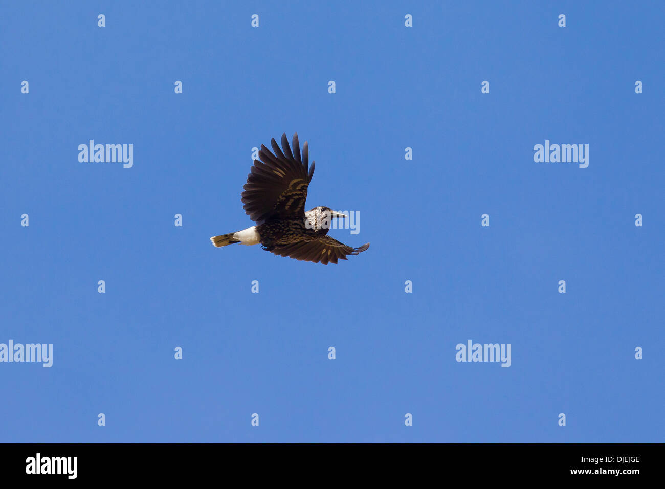 Gefleckte Nussknacker / eurasischen Tannenhäher (Nucifraga Caryocatactes) während des Fluges in den Alpen Stockfoto