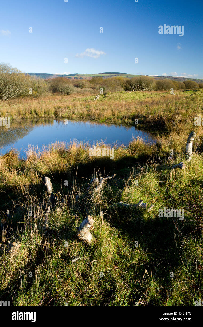 Überfluteten Düne Slack, Qualitätsorientierung nationale Natur-Reserve in der Nähe von Port Talbot, South Wales. Stockfoto