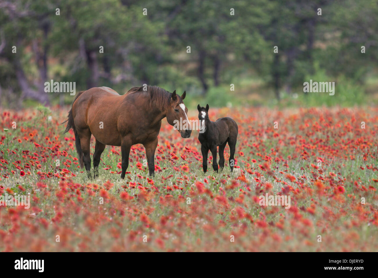 Dieses Bild zeigt die Pferde in einem Feld von Wildblumen in Texas Hill Country. Stockfoto