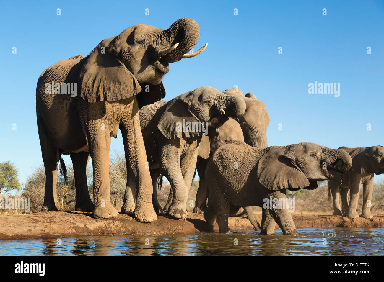 Afrikanischer Elefant (Loxodonta Africana) kleine Gruppe von Elefanten an einem Wasserloch im Mashatu Wildreservat trinken. Botswana Stockfoto