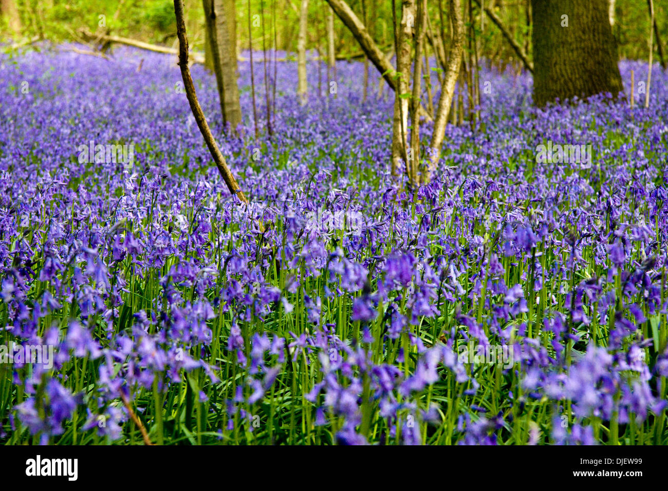 Bluebell Holz im Frühjahr, England Stockfoto