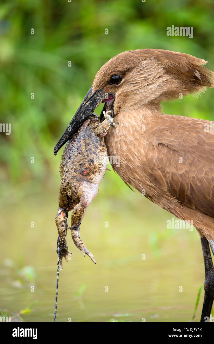 Hamerkop (Scopus Umbretta) einen Frosch zu essen. Lake Nakuru National Park.Kenya Stockfoto