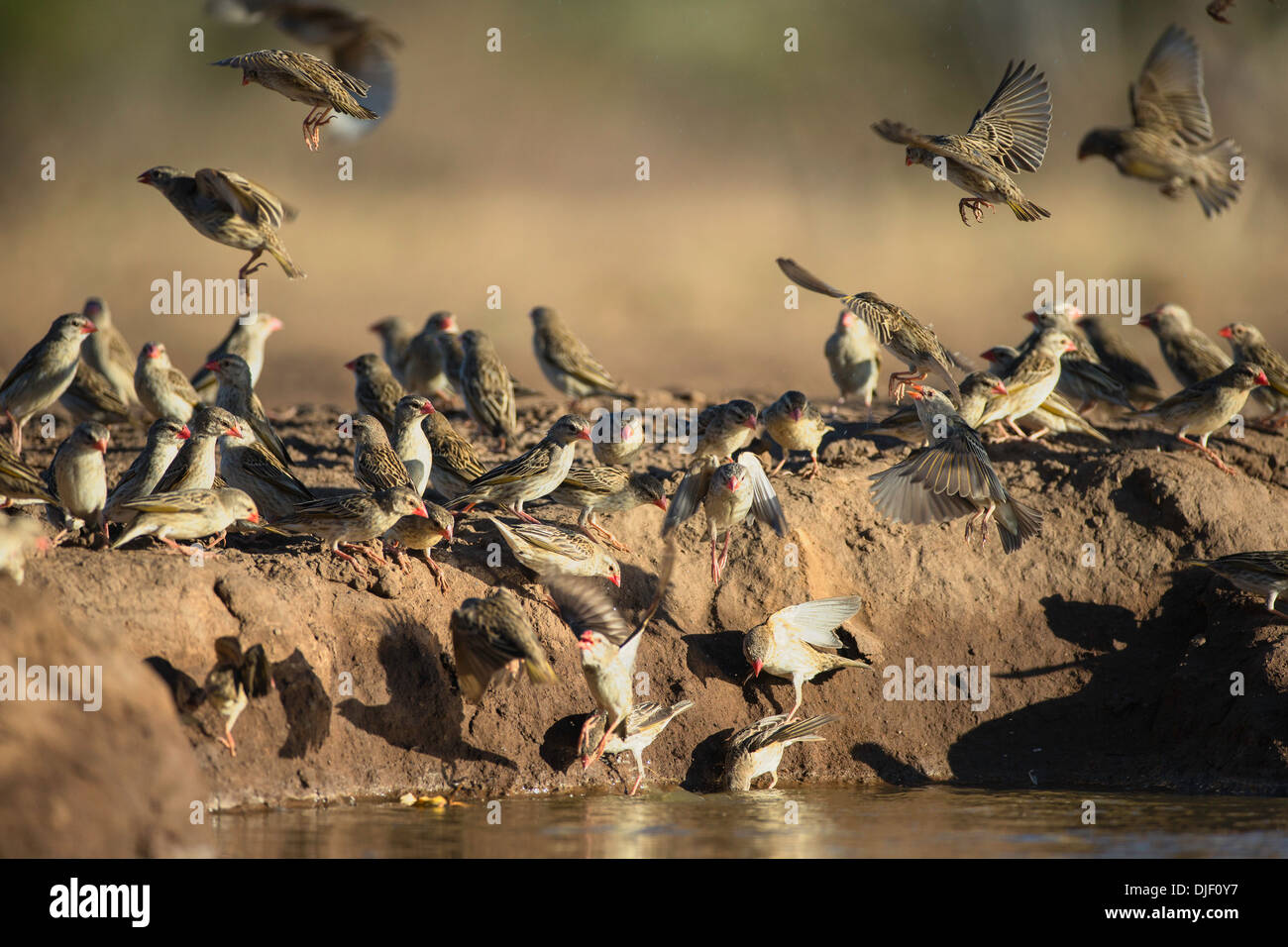 Rot-Billed Webervögeln (Webervögeln Webervögeln) trinken an einem Wasserloch im Mashatu Wildreservat. Botswana Stockfoto