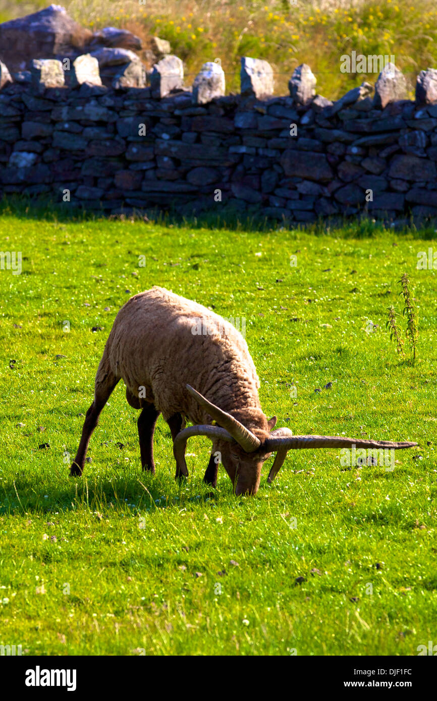 Manx Loaghtan Schafe Native nach Isle Of Man, Isle Of Man Stockfoto