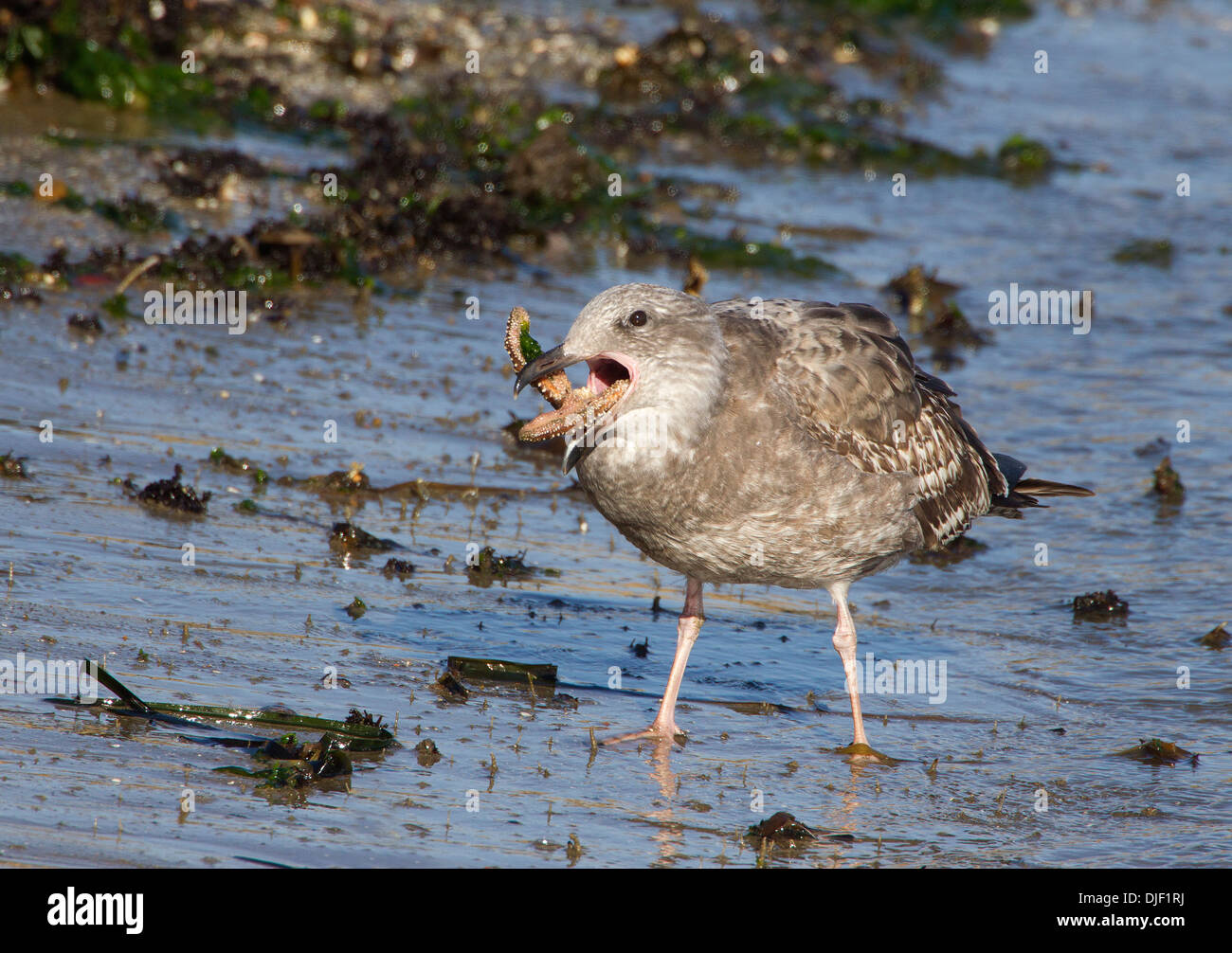 Die unreife Westmöwe isst Seestern Stockfoto