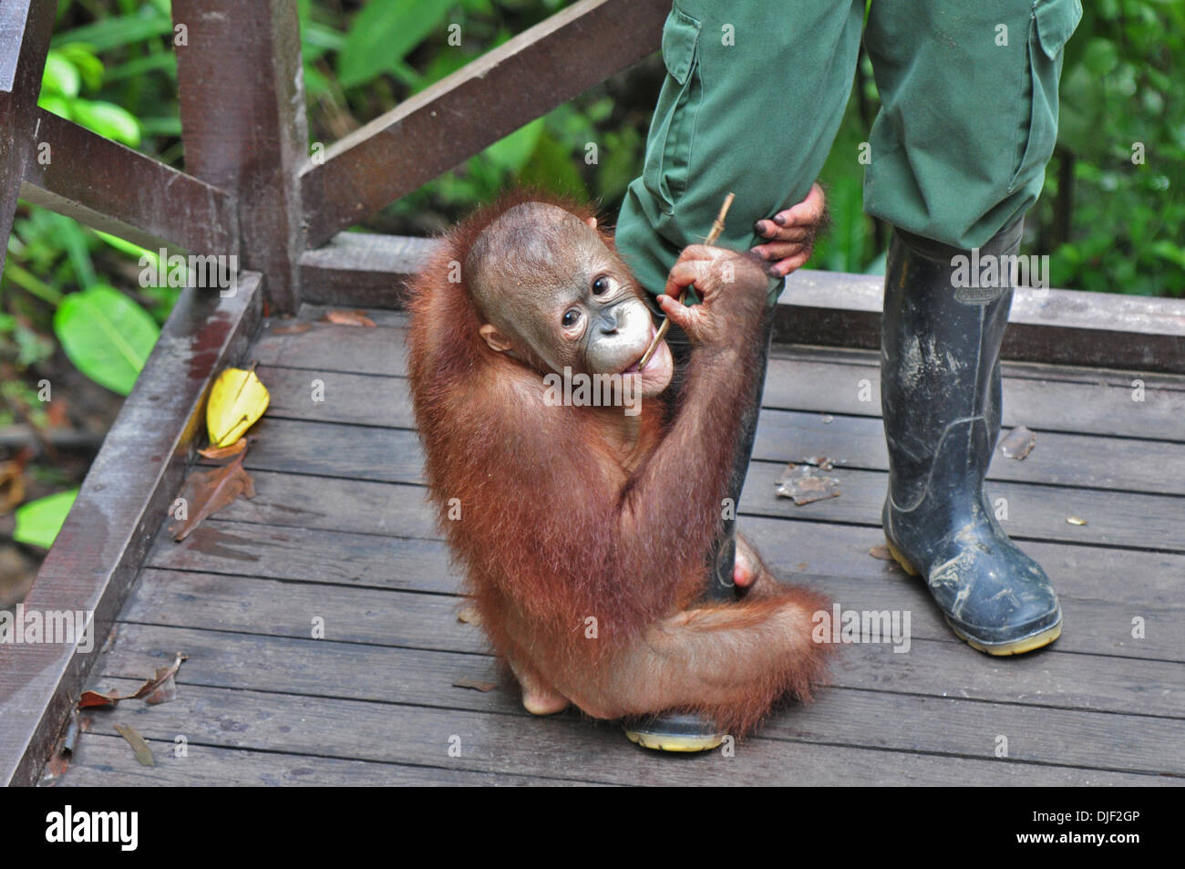 Young gerettet vorbereitet für Rückkehr zum Wild - Borneo Orang-Utan: mit Halter Stockfoto