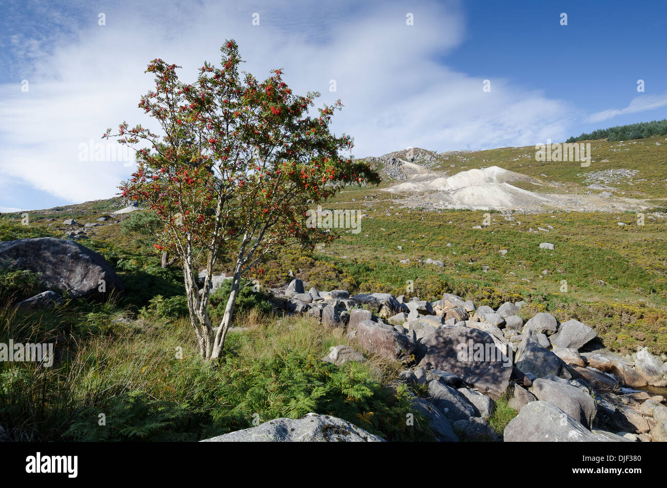 Wicklowberge, Irland im winter Stockfoto