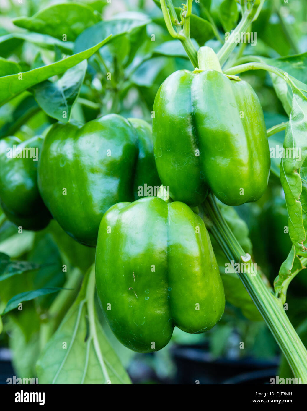 Eine grüne Paprika Pflanze mit Reifen Paprika bereit, havest Stockfoto