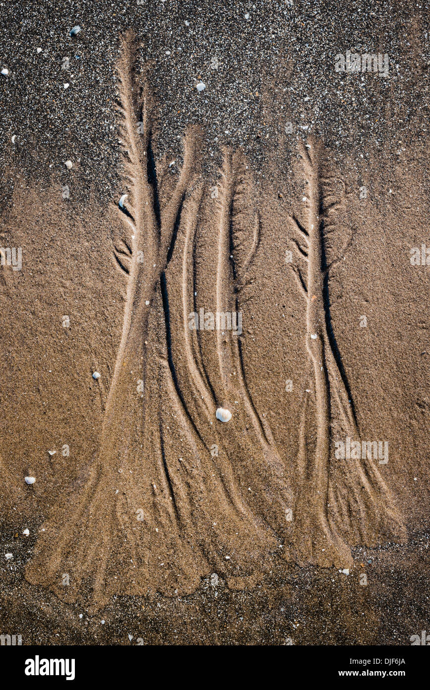Baum geformt Muster im Sand, durch die sich zurückziehende Flut gemacht. Stockfoto