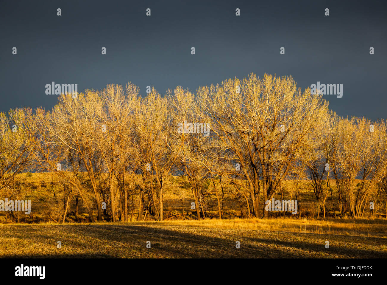 Am späten Abend goldenen Lichts strahlt auf blätterlosen Pappeln mit dunklen Gewitterwolken im Hintergrund im Black-Mesa-Staatspark Stockfoto
