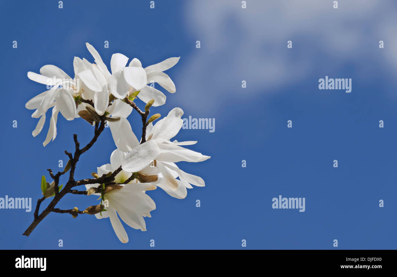 Weiße Magnolie Blüten eine Möglichkeit, text Stockfoto