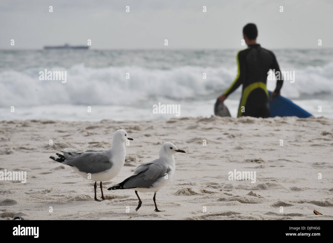 13. Juni 2010 Fuß - Cape Town, SOUTH AFRICA - Möwen am Strand von Camps Bay Vorort von Kapstadt Sonntag, 13. Juni 2010 in Südafrika. (Kredit-Bild: © Mark Sobhani/ZUMApress.com) Stockfoto