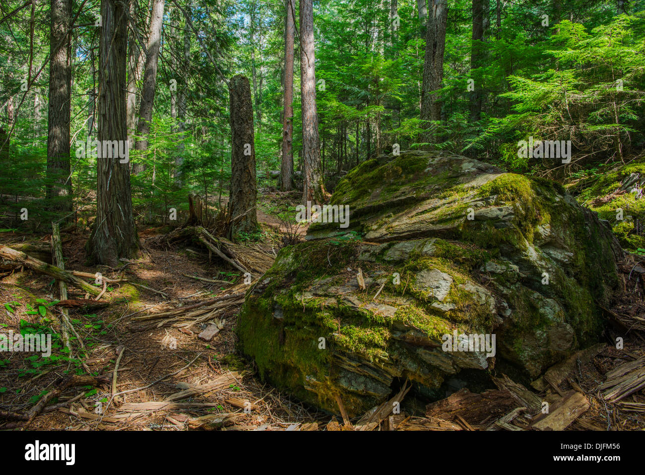 Foto von Moos bedeckt Boulder in der Mitte eines dichten Laubwald gefunden. Glacier National Park, Montana. Stockfoto