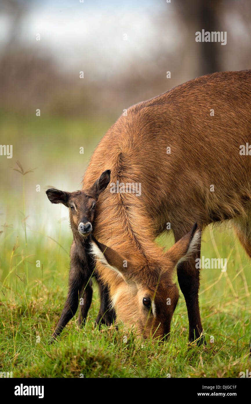 Wasserbock (Kobus Ellipsiprymnus) Mutter mit Neugeborenen Kalb. Lake Nakuru National Park.Kenya Stockfoto