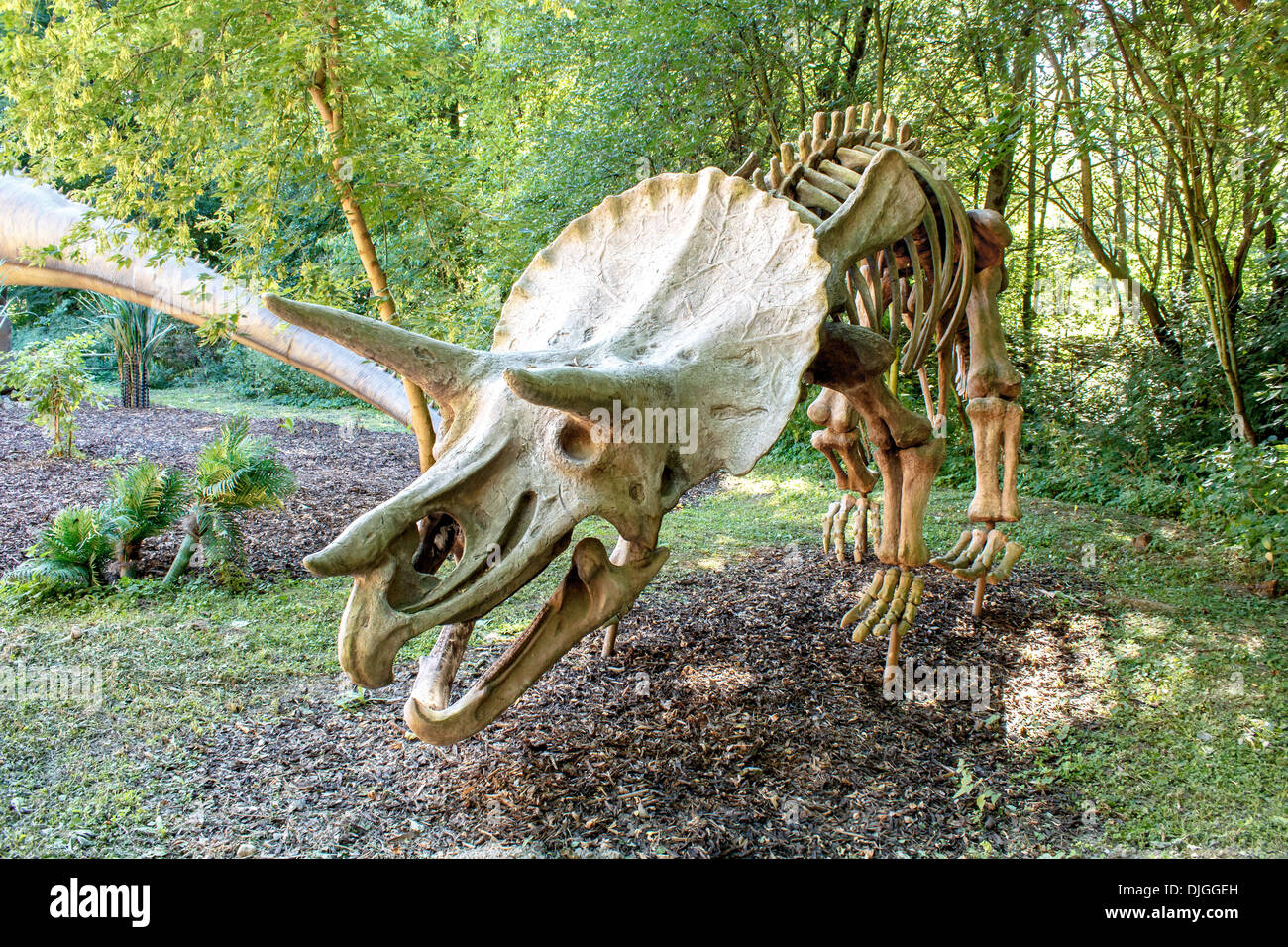 Prähistorische Dinosaurier. Triceratops fossile Skelett über natürlichen Hintergrund. Stockfoto