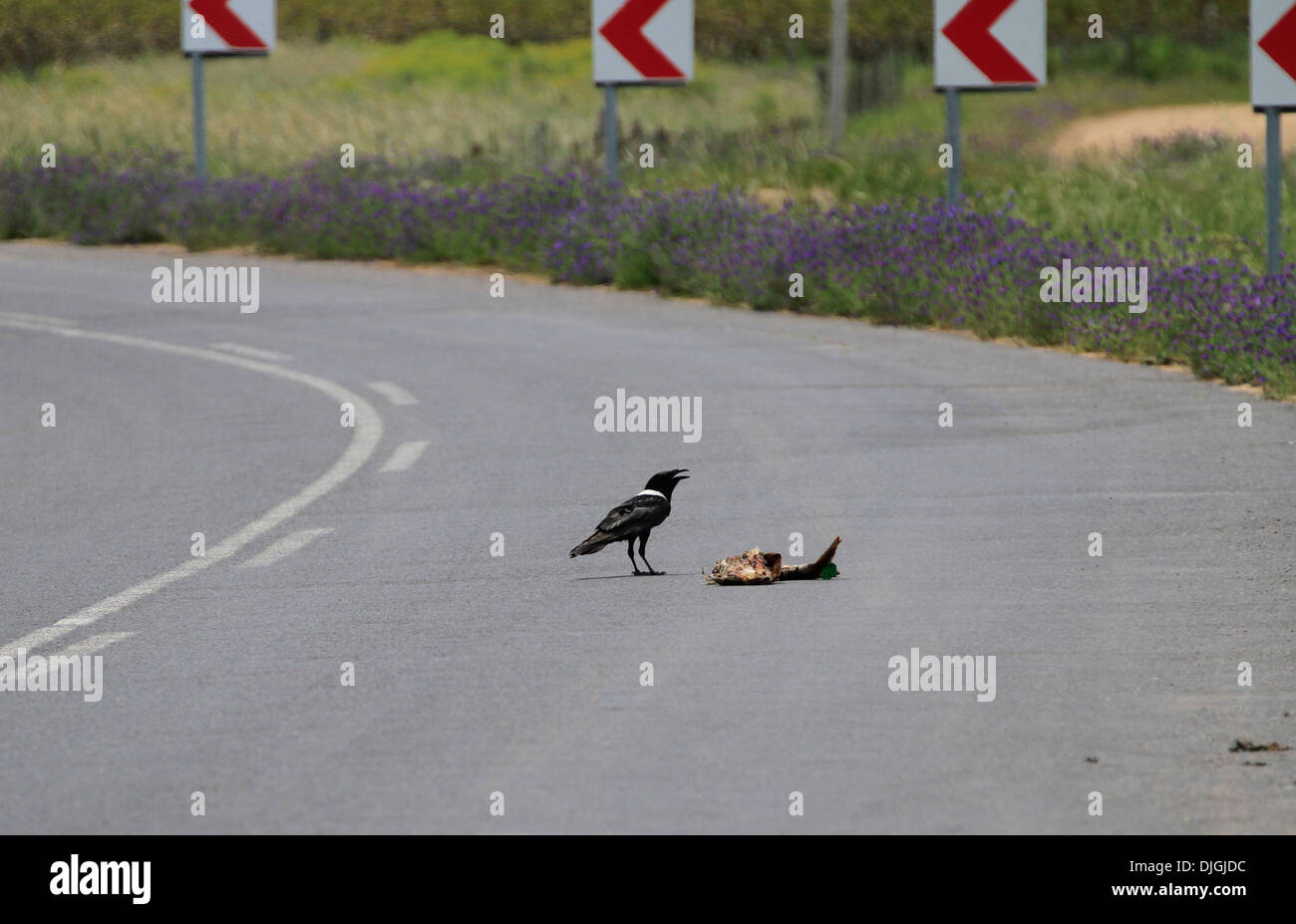 Dead road kill crow Fotos und Bildmaterial in hoher Auflösung Alamy