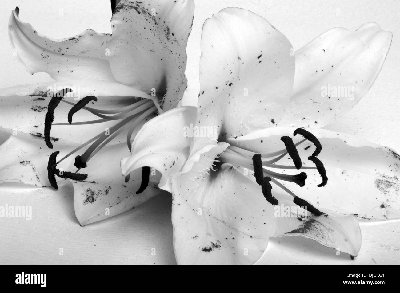 zwei Lilien in Nahaufnahme Stockfoto