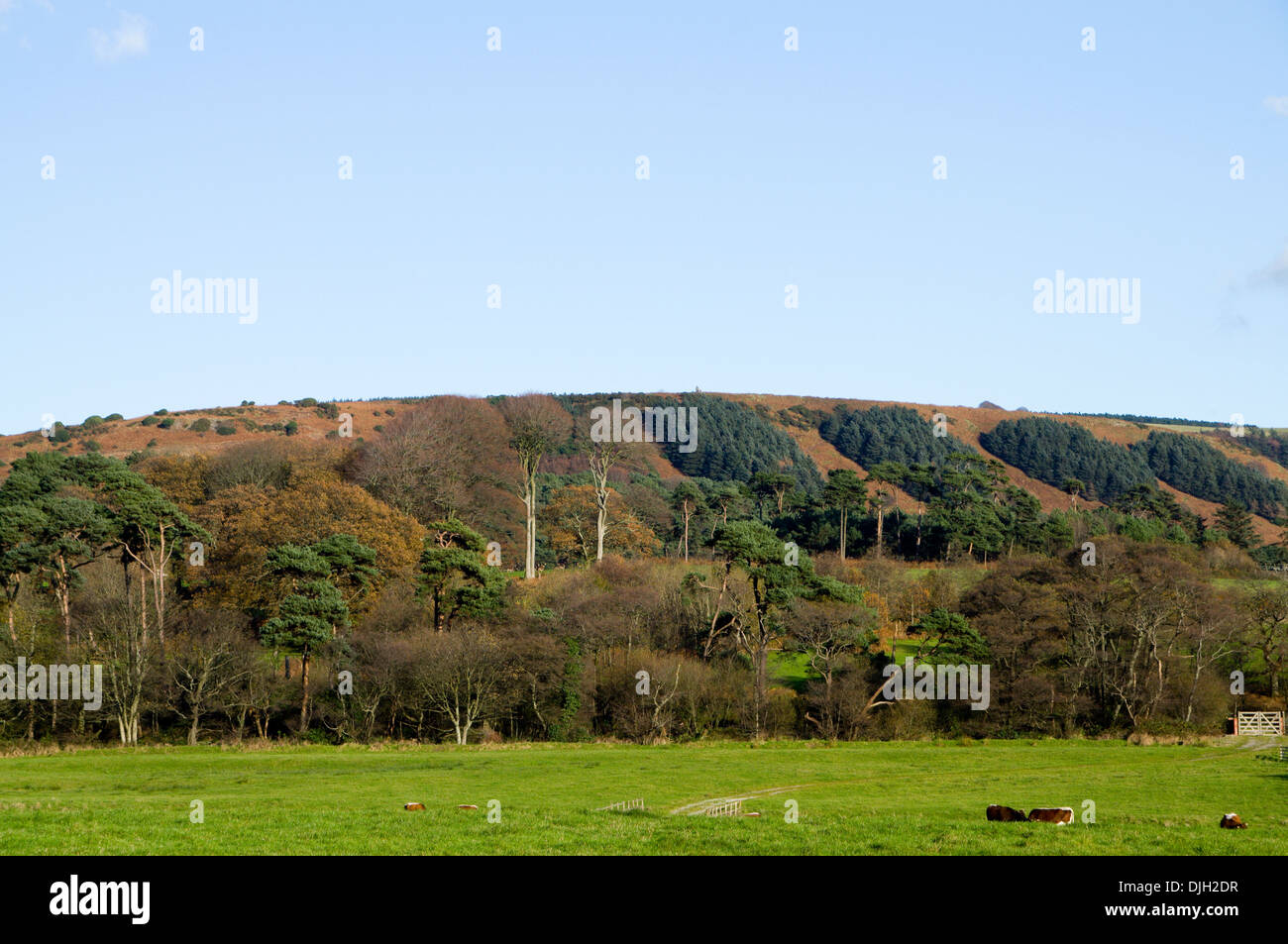 Hang in der Nähe von Margam, Port Talbot, South Wales. Stockfoto