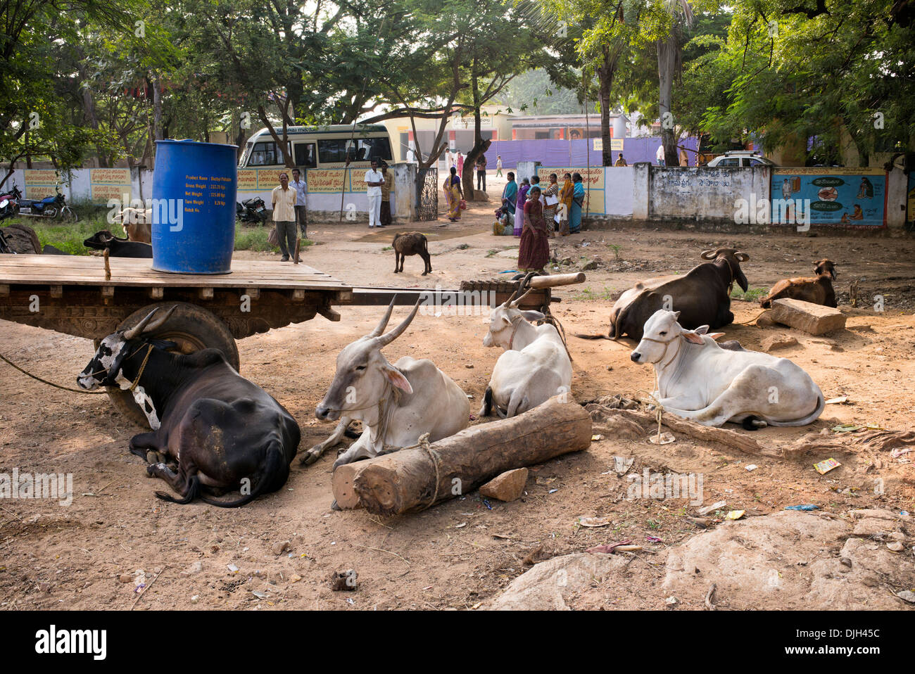 Indische Ochsenkarren und Zebu vor einem indischen Dorf-Schule.  Andhra Pradesh, Indien. Stockfoto