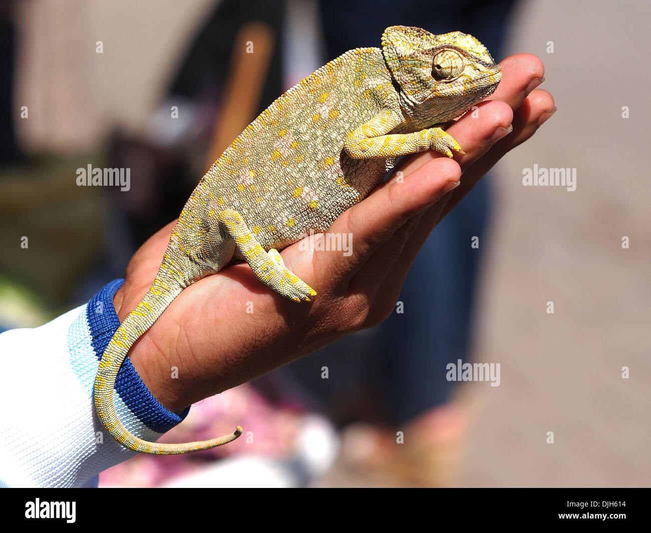 Cameleon Sittinh auf der Seite der jungen Stockfoto Cameleon Sittinh auf der Seite der jungen Stockfoto