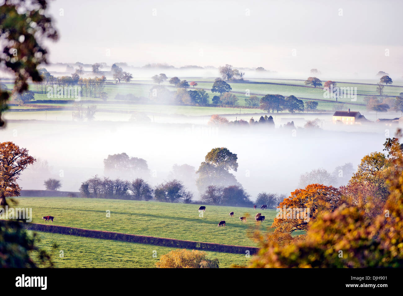 Grasende Kühen entstehen in Tageslicht an einem nebligen Morgen in der Nähe von Wotton unter Rand in den Gloucestershire Cotswolds UK Stockfoto