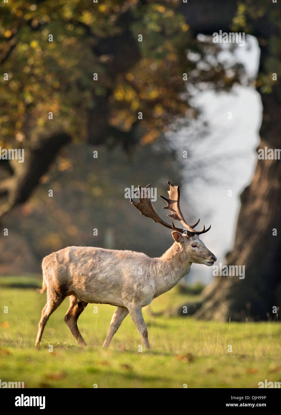 Ein Weißer Hirsch umgeben von Herbstfärbung im Wildpark des Weingutes Berkeley, Gloucestershire November UK Stockfoto